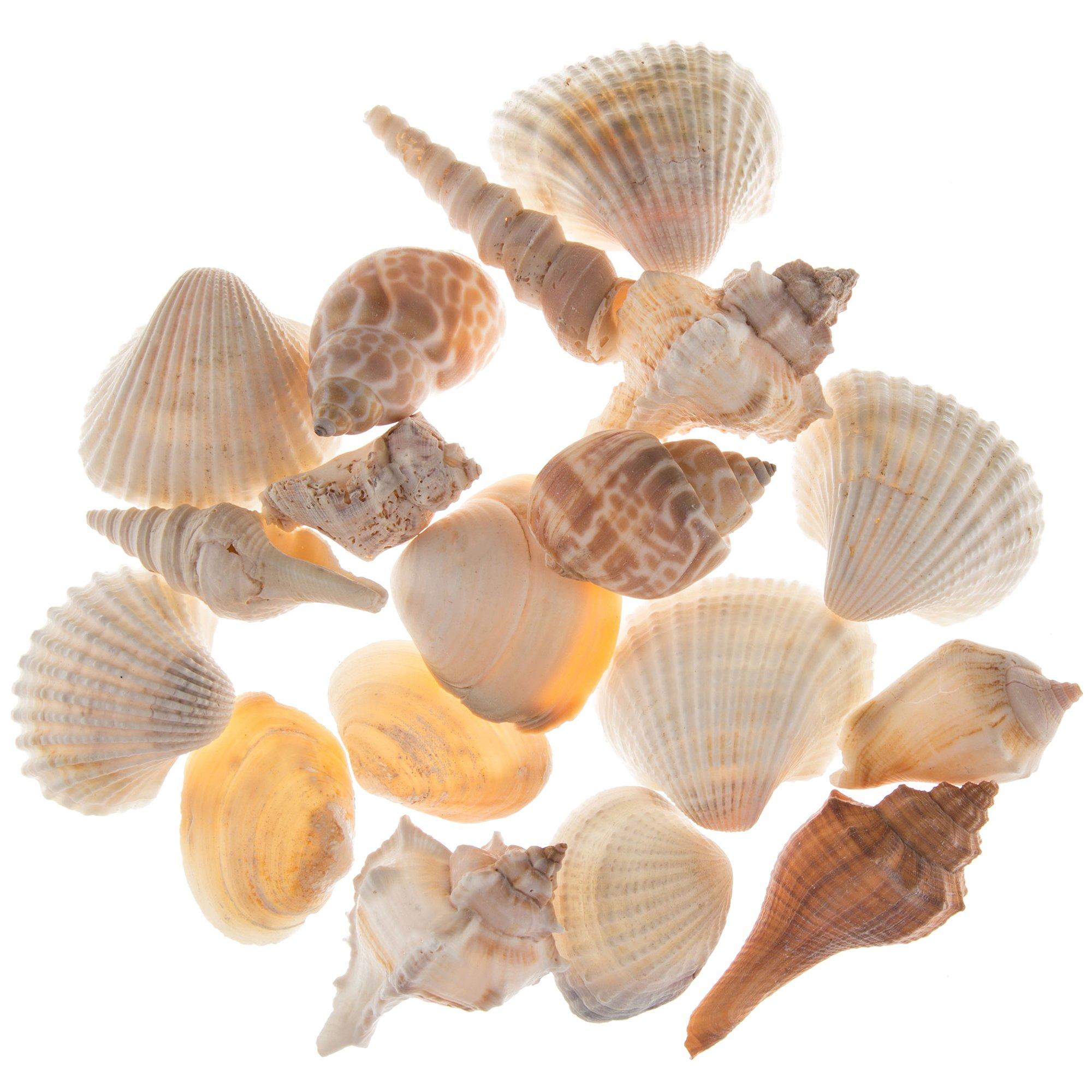 India Mix Shells Hobby Lobby 166470