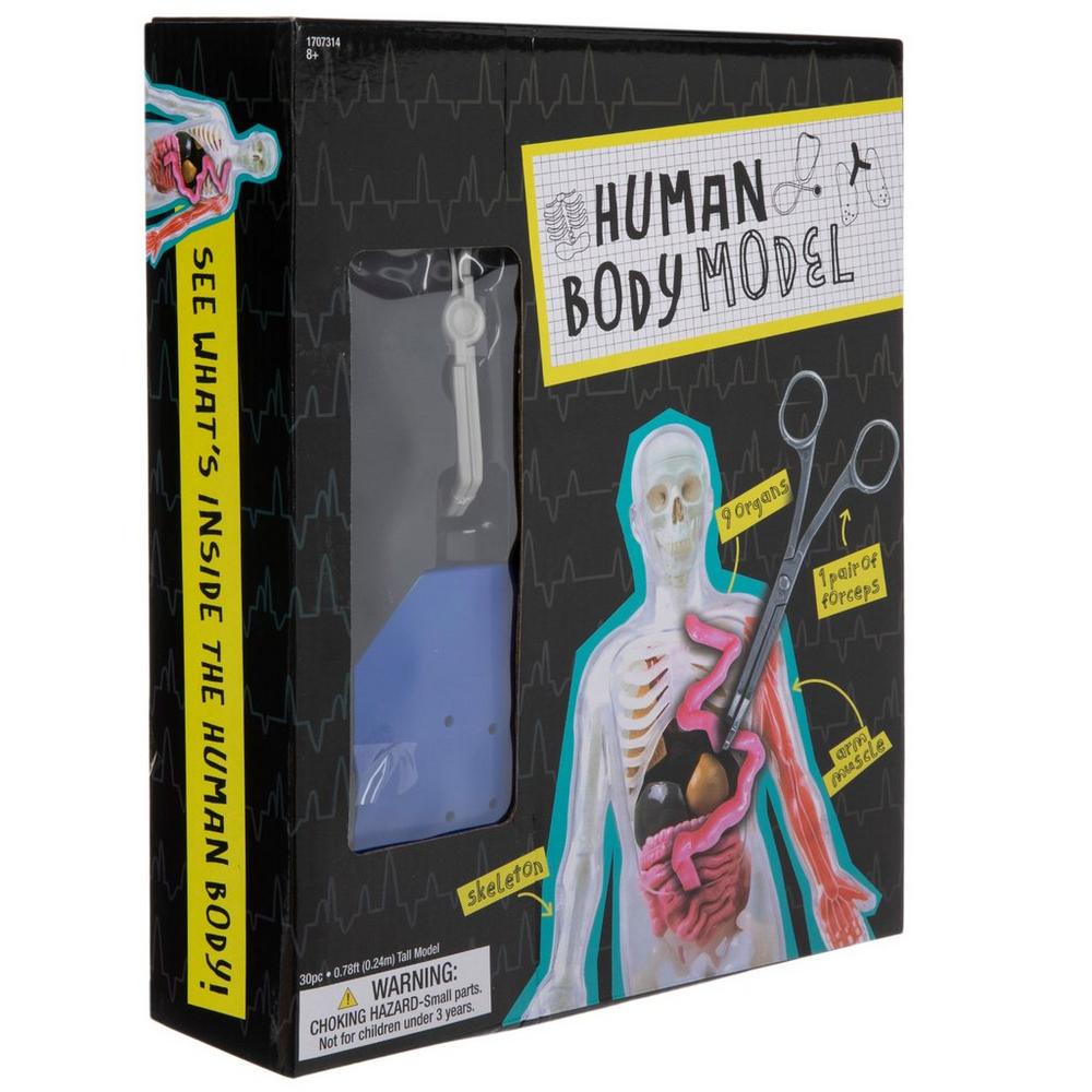Human Body Model Kit