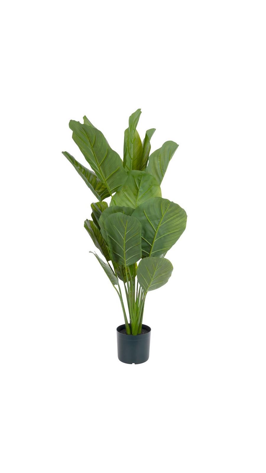 CJ plants × 4C studio コラボ鉢　XXXL Calathea Potted Plant | Hobby Lobby | 1723568