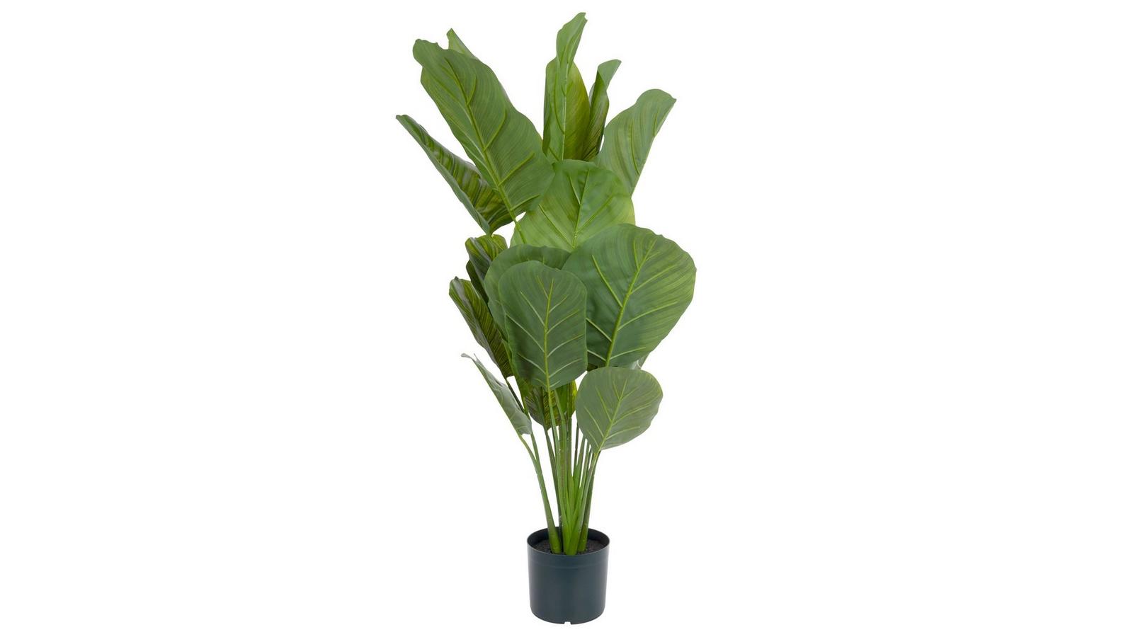 押上PLANTS Calathea Potted Plant | Hobby Lobby | 1723568