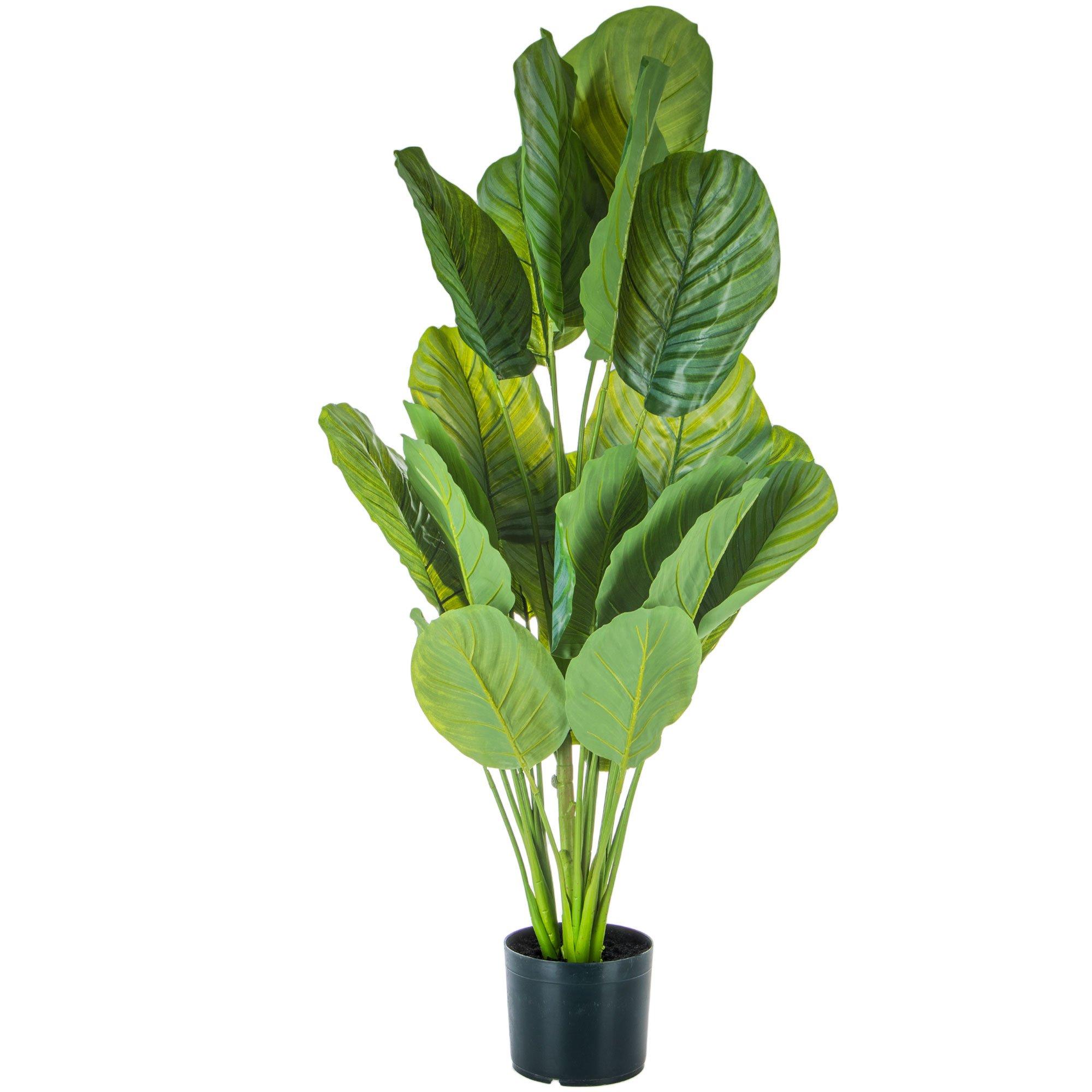Calathea Potted Plant Hobby Lobby 1723568