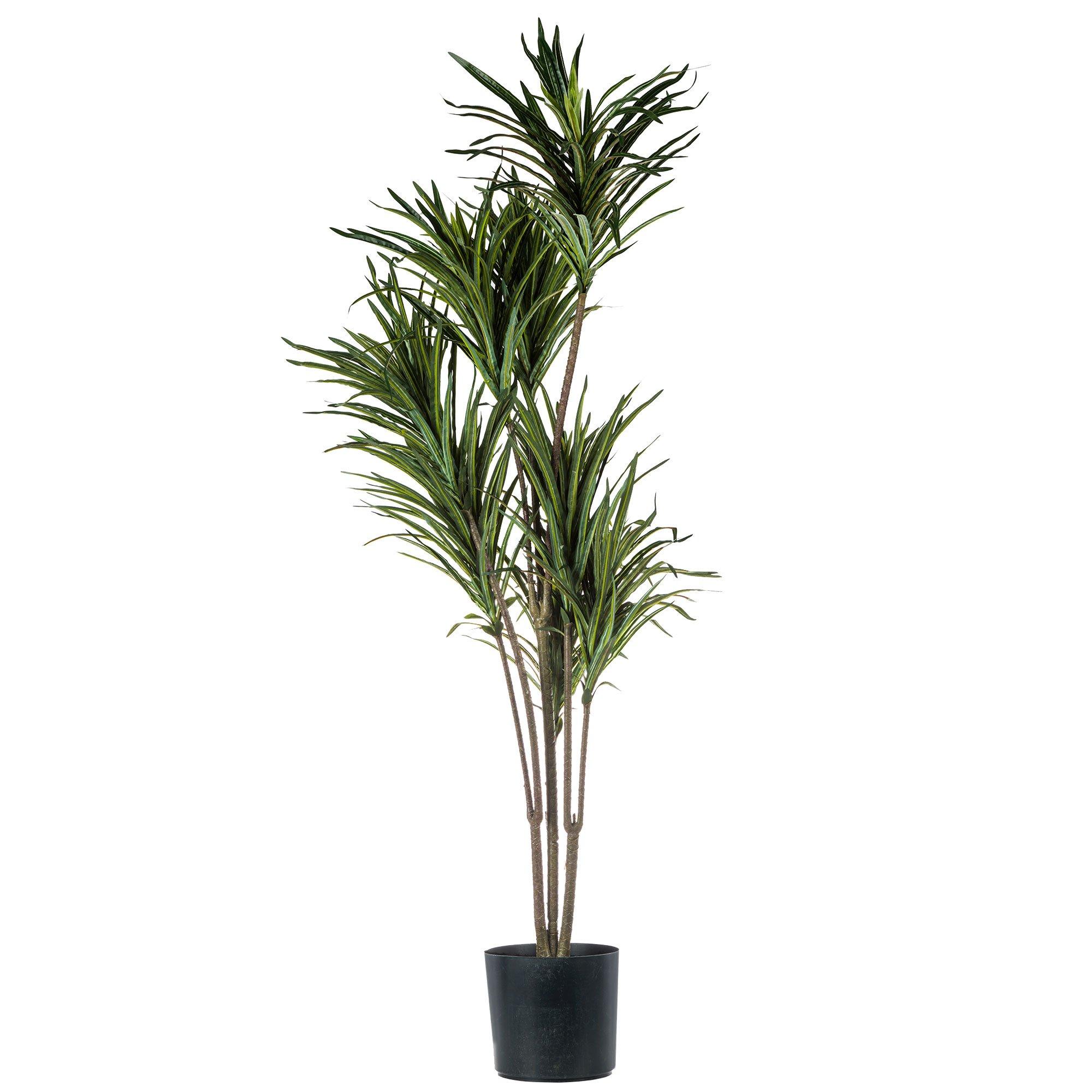 Potted Dracaena 