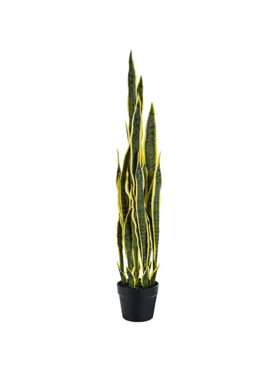 90-110cm zz plant 21cm pot large zanzibar gem ZZ Plant 'Zanzibar Gem' main image 1
