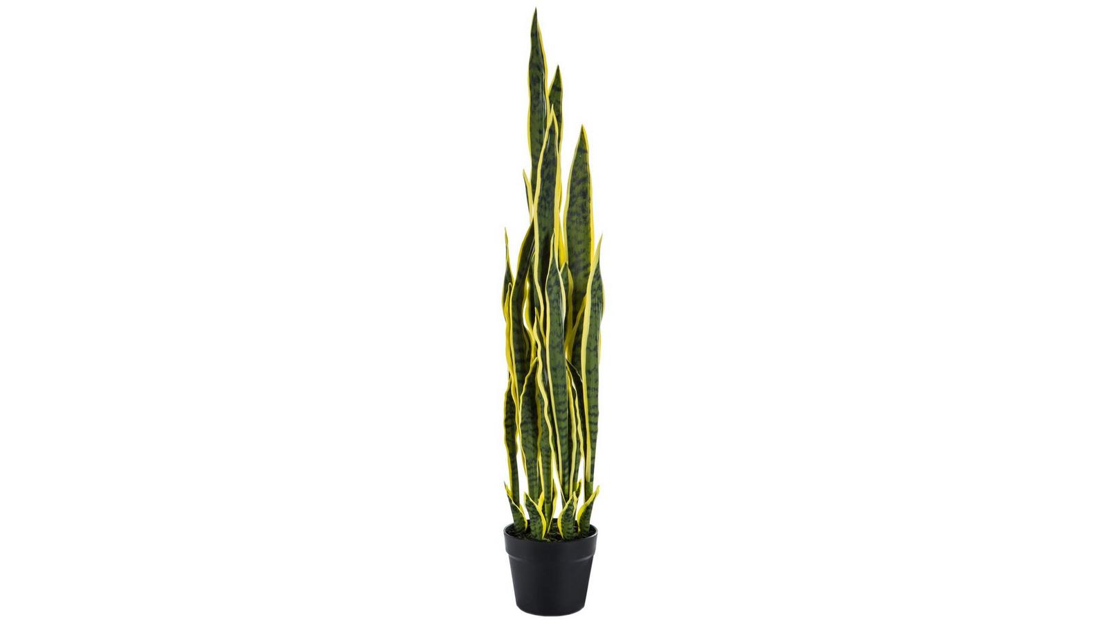 Potted Sansevieria Plant | Hobby Lobby | 1723600