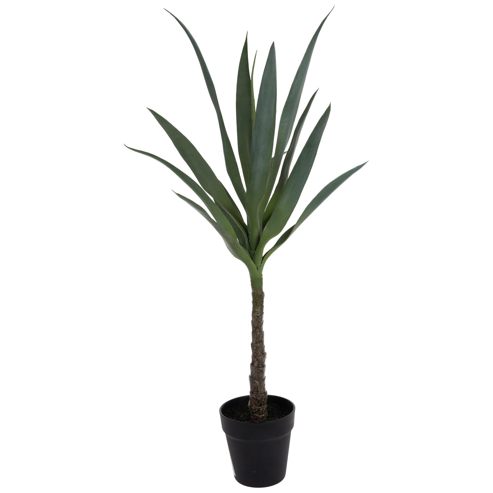 Agave In Black Pot view 1