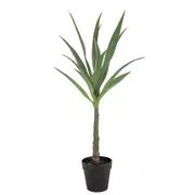 Agave Potted Plant