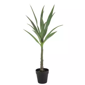 Agave Potted Plant