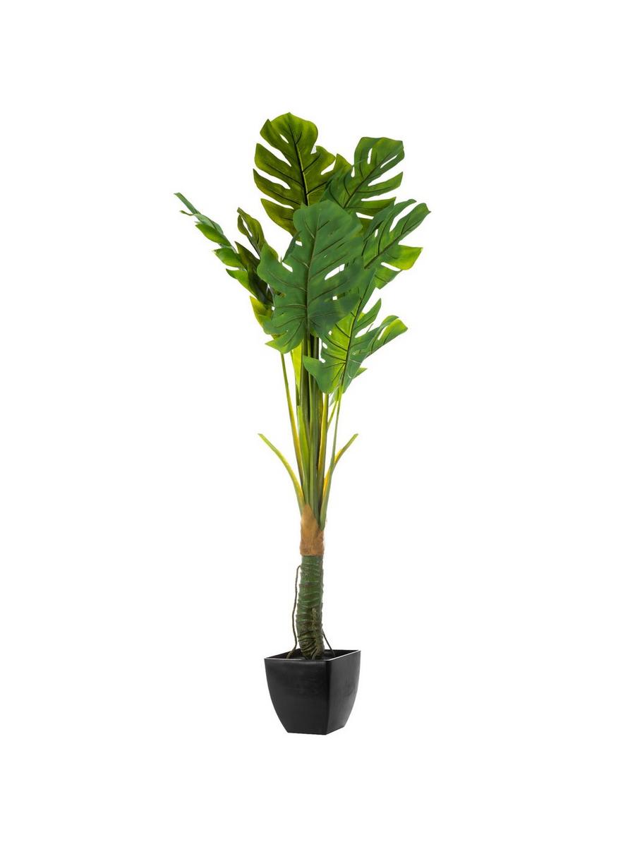 Split Leaf Philodendron Potted Plant | Hobby Lobby | 1723824