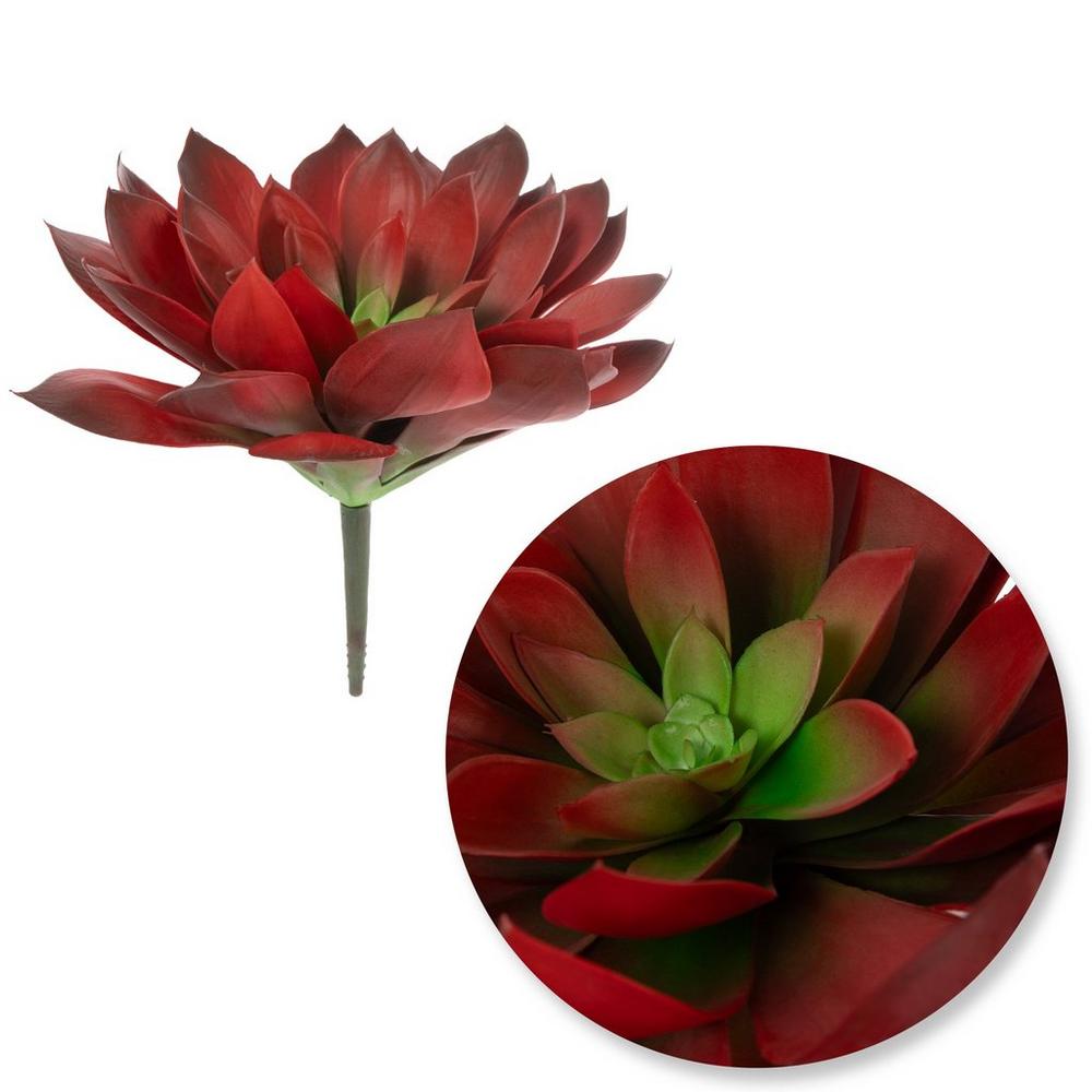 happy bean succulent Peperomia ferreyrae 'Happy Bean' – Foliage Factory main image 1