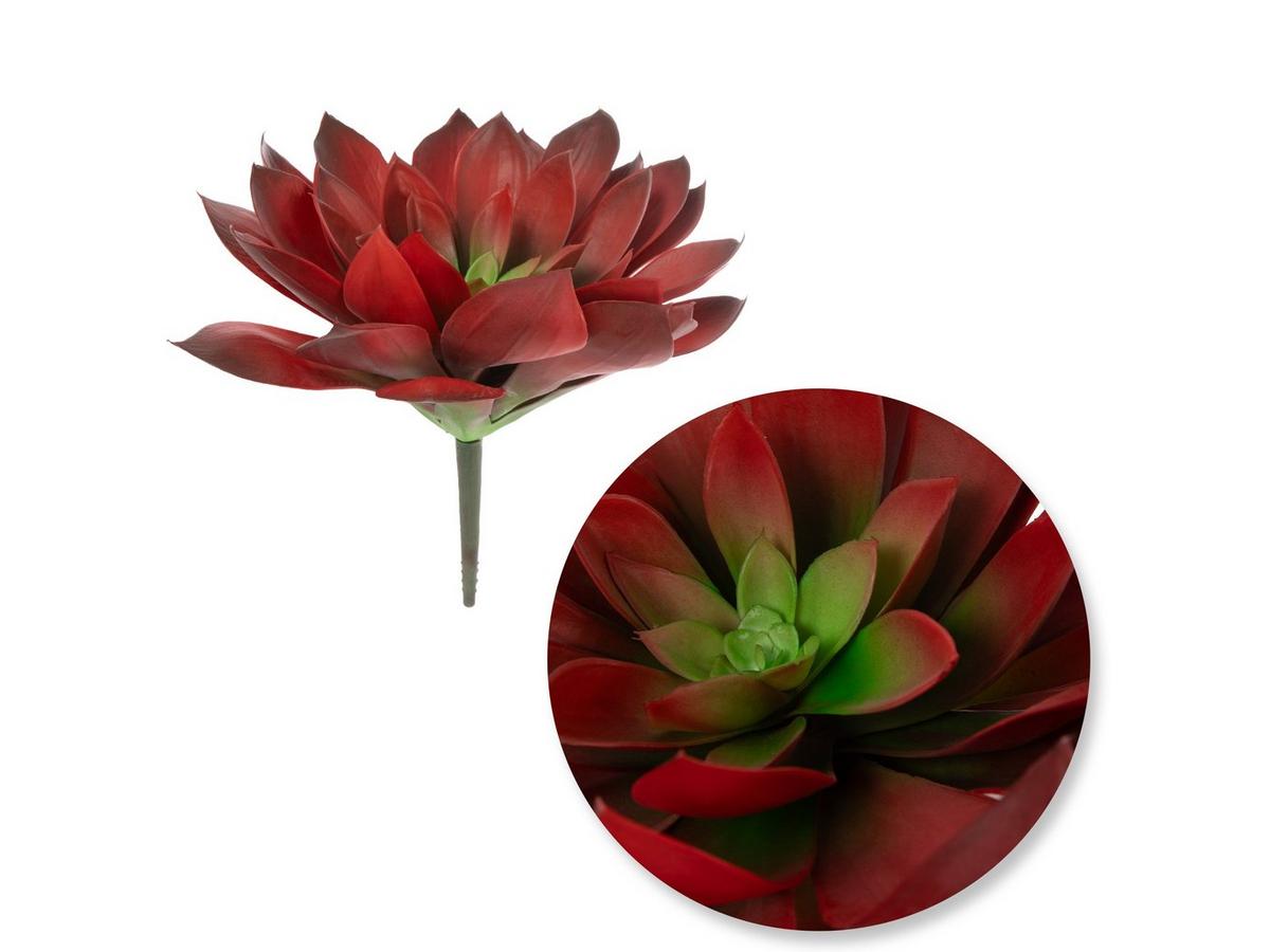succulent def Assorted Succulent Set Shown in 6