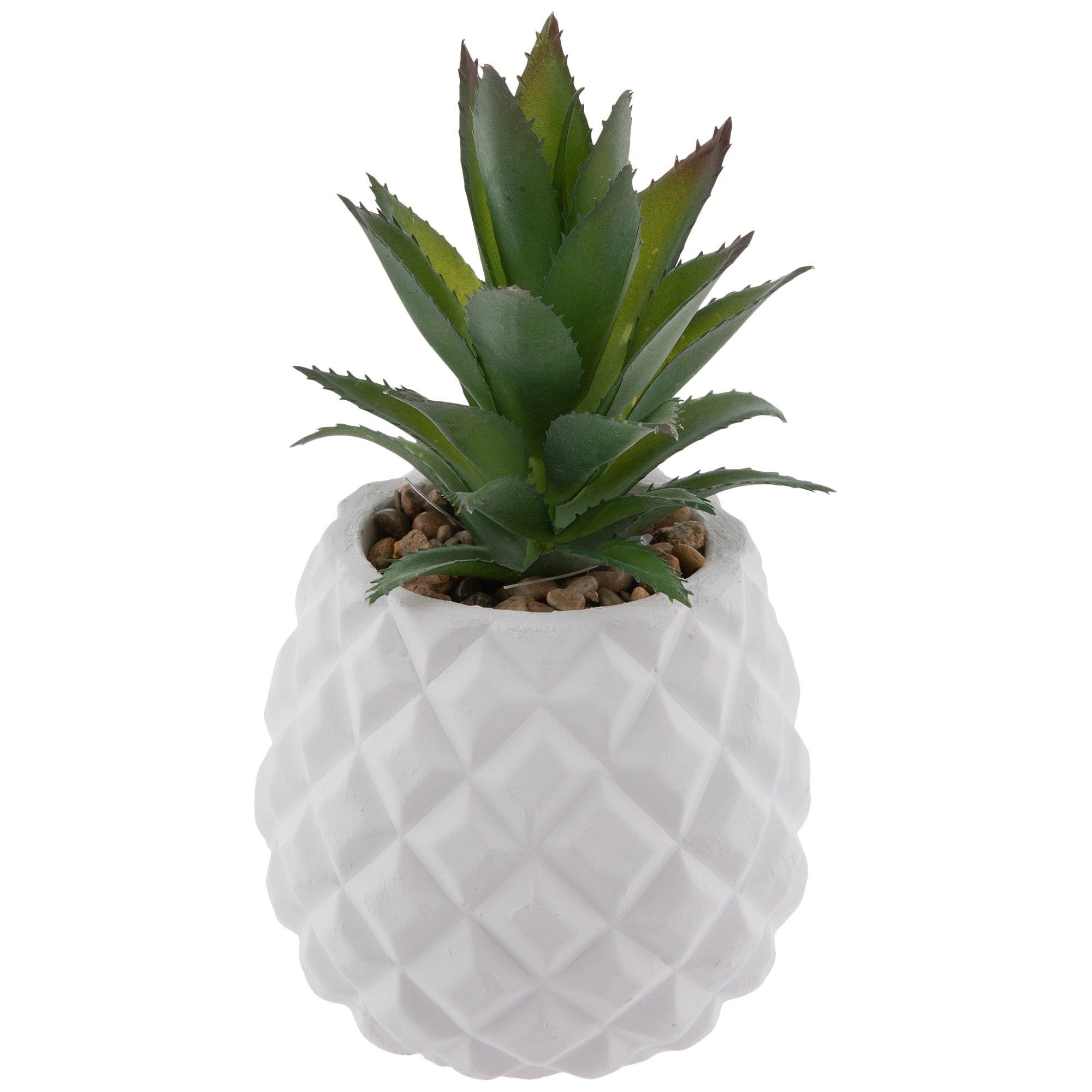 agave plant succulent Americana Silver Agave main image 0