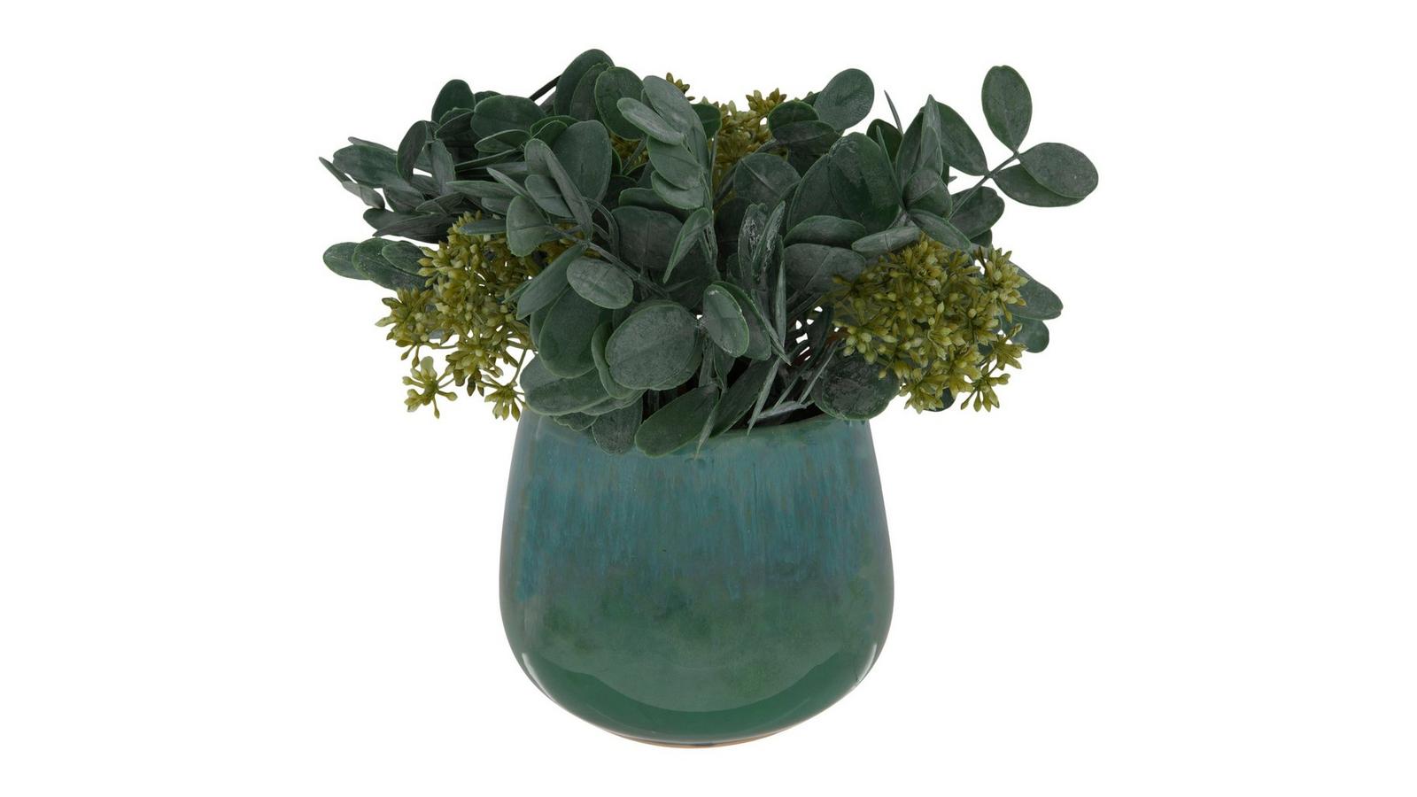 money plant to buy Money Plant main image 0