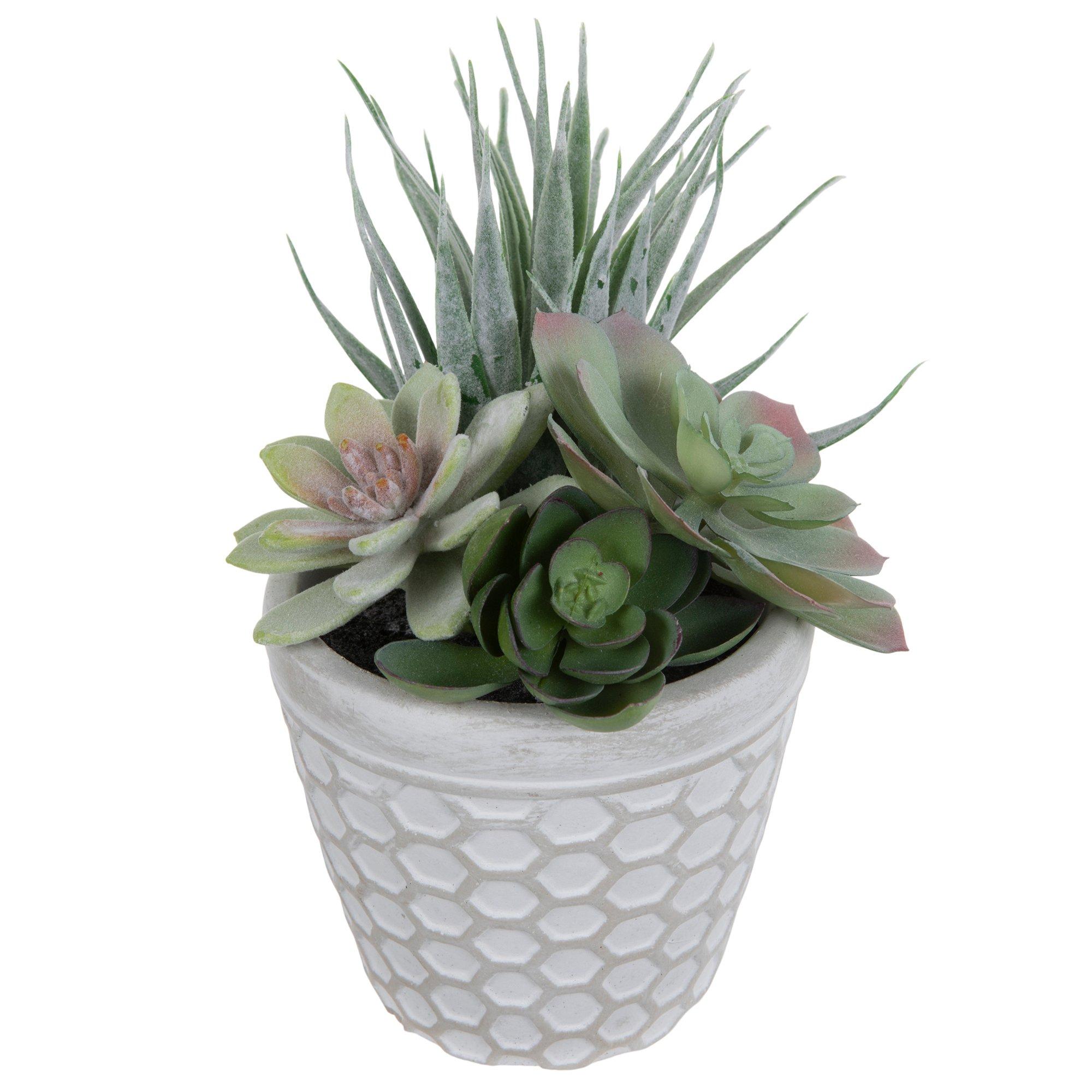 Distressed Honeycomb Pot With Succulents view 1