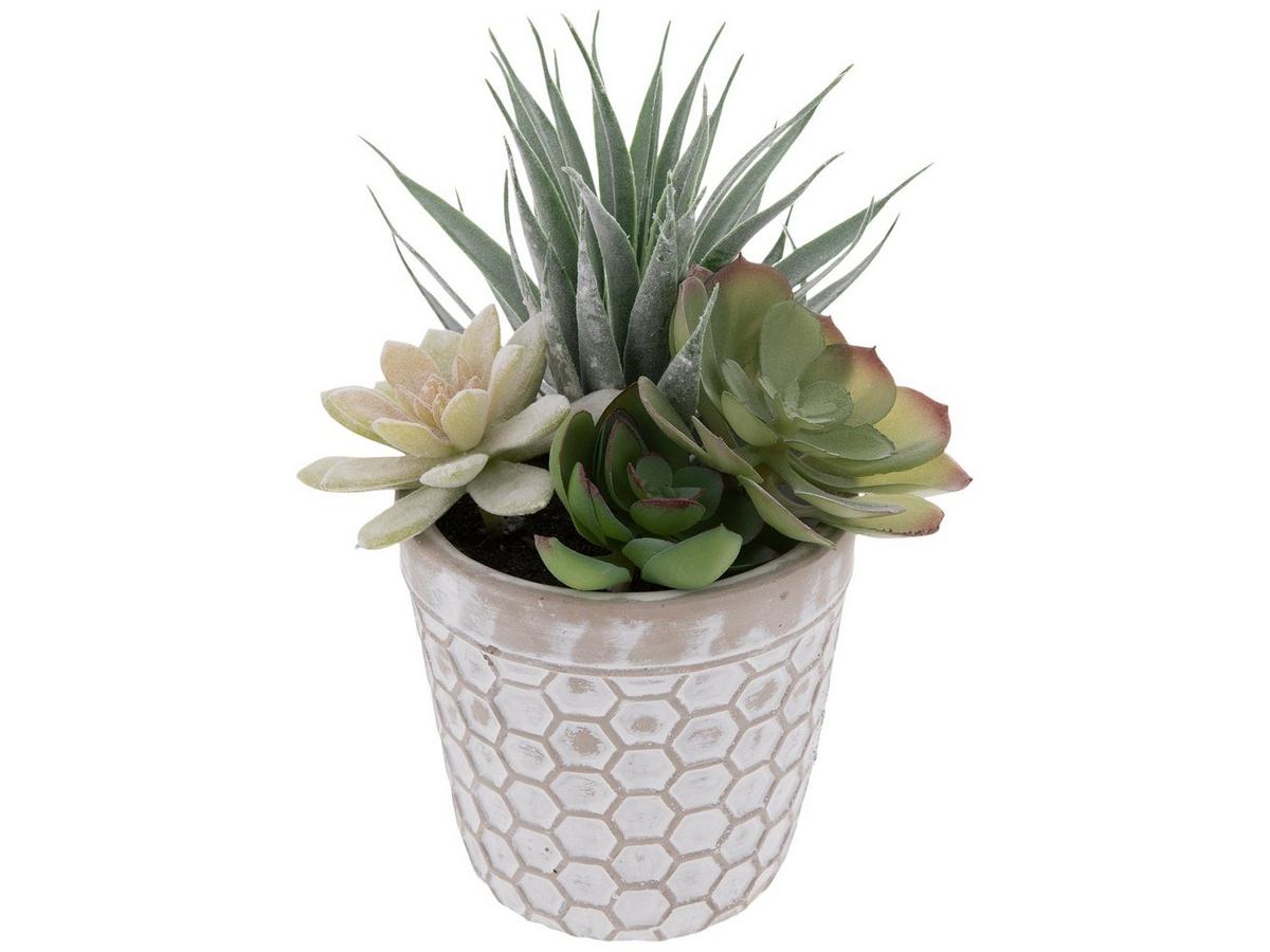 popular types of succulents Types of Succulents | Digital Printable Succulent Identification Chart main image 0