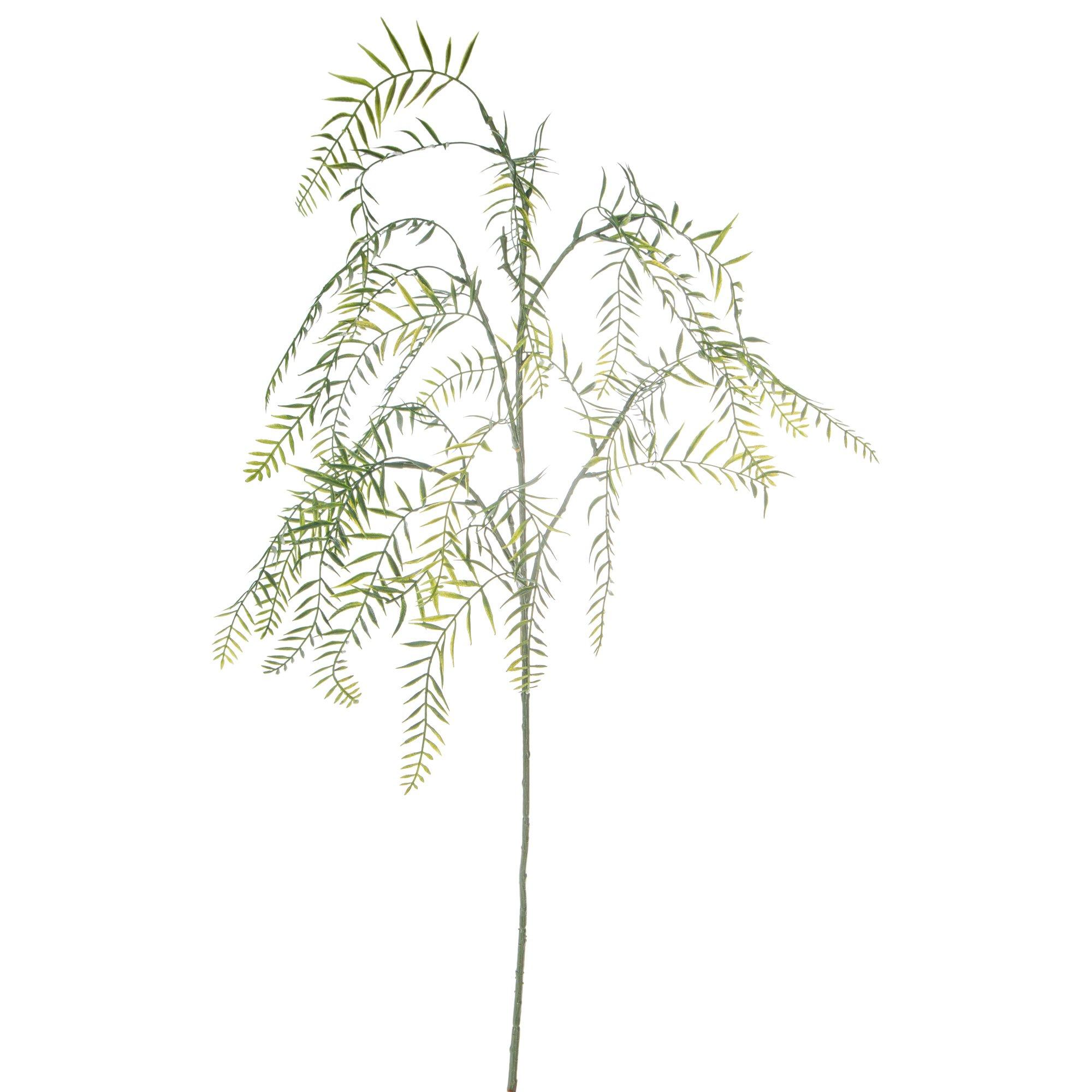 monsters plant Monstera Deliciosa