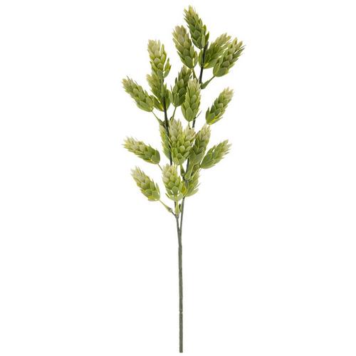 Hops Pick