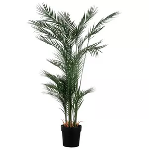 Phoenix Palm Tree In Black Pot