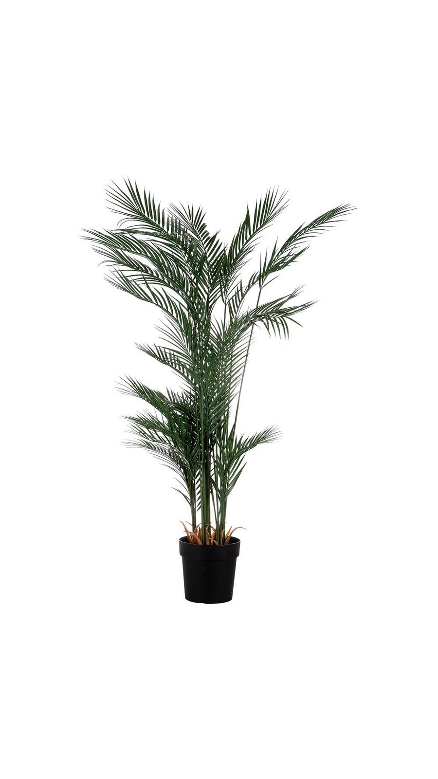 Phoenix Palm Tree In Black Pot | Hobby Lobby | 1880889