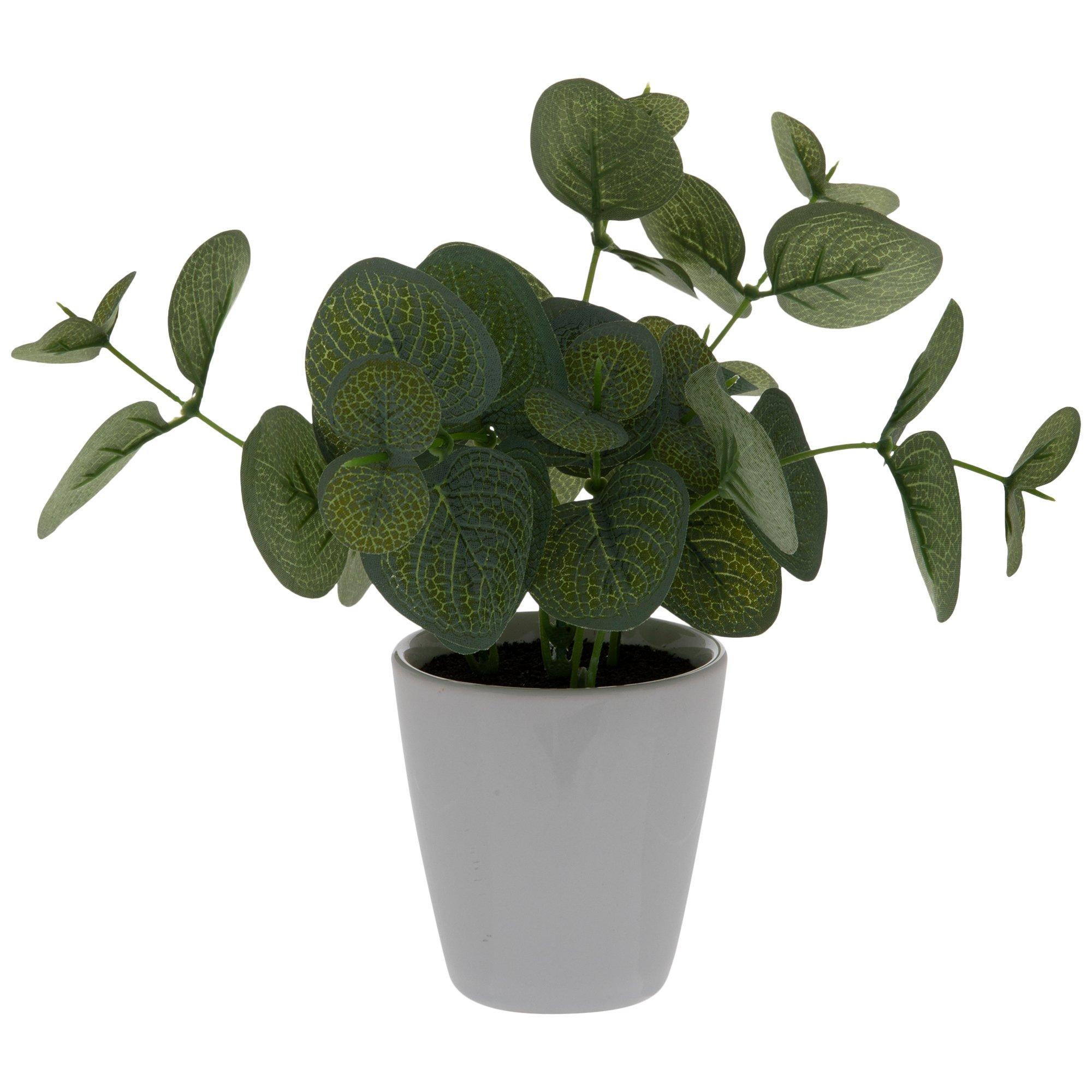 olivenbaum blankenloch Olivenbaum 18 Jahre, 170cm – toskanagartenshop