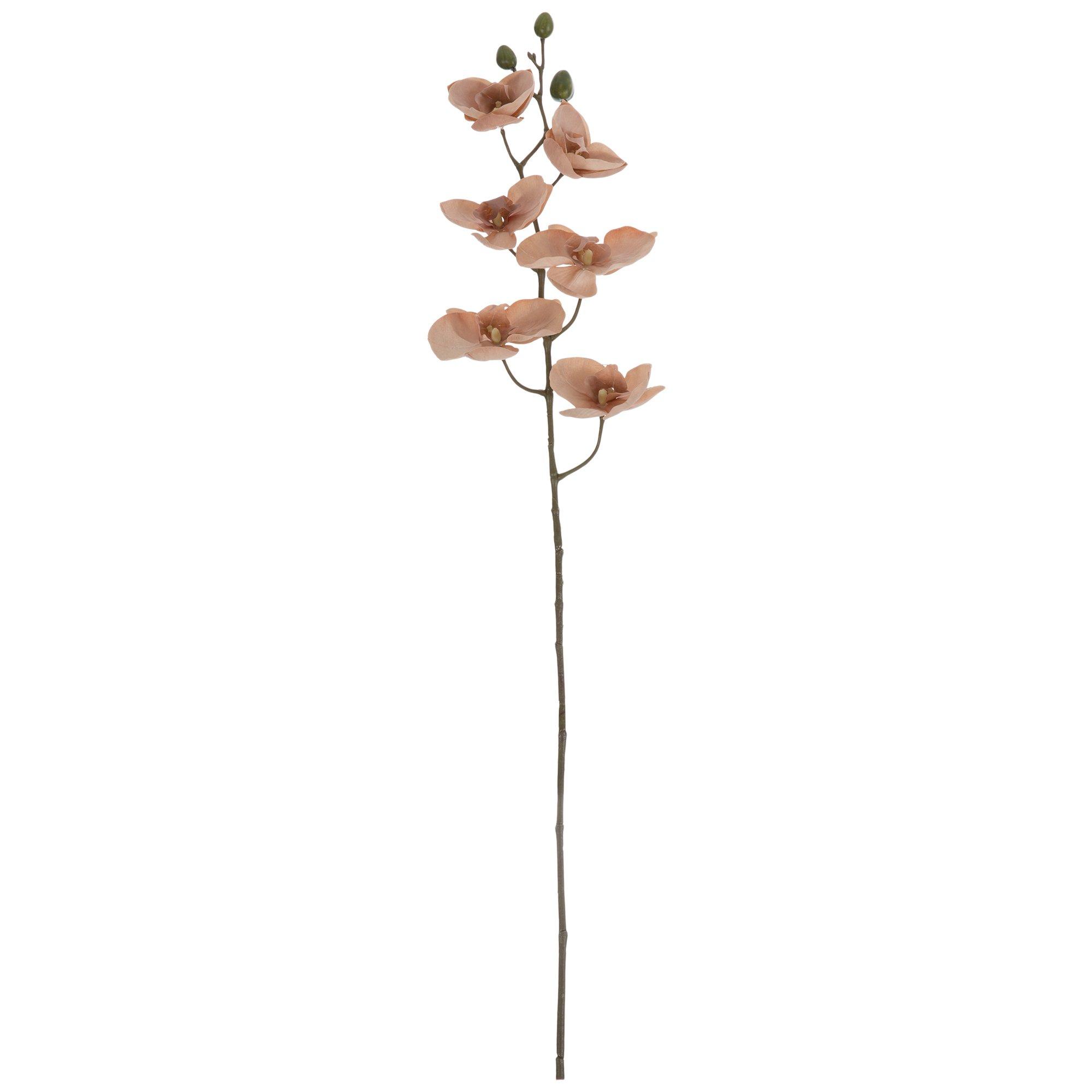 Phalaenopsis Orchid Stem Hobby Lobby 2016277