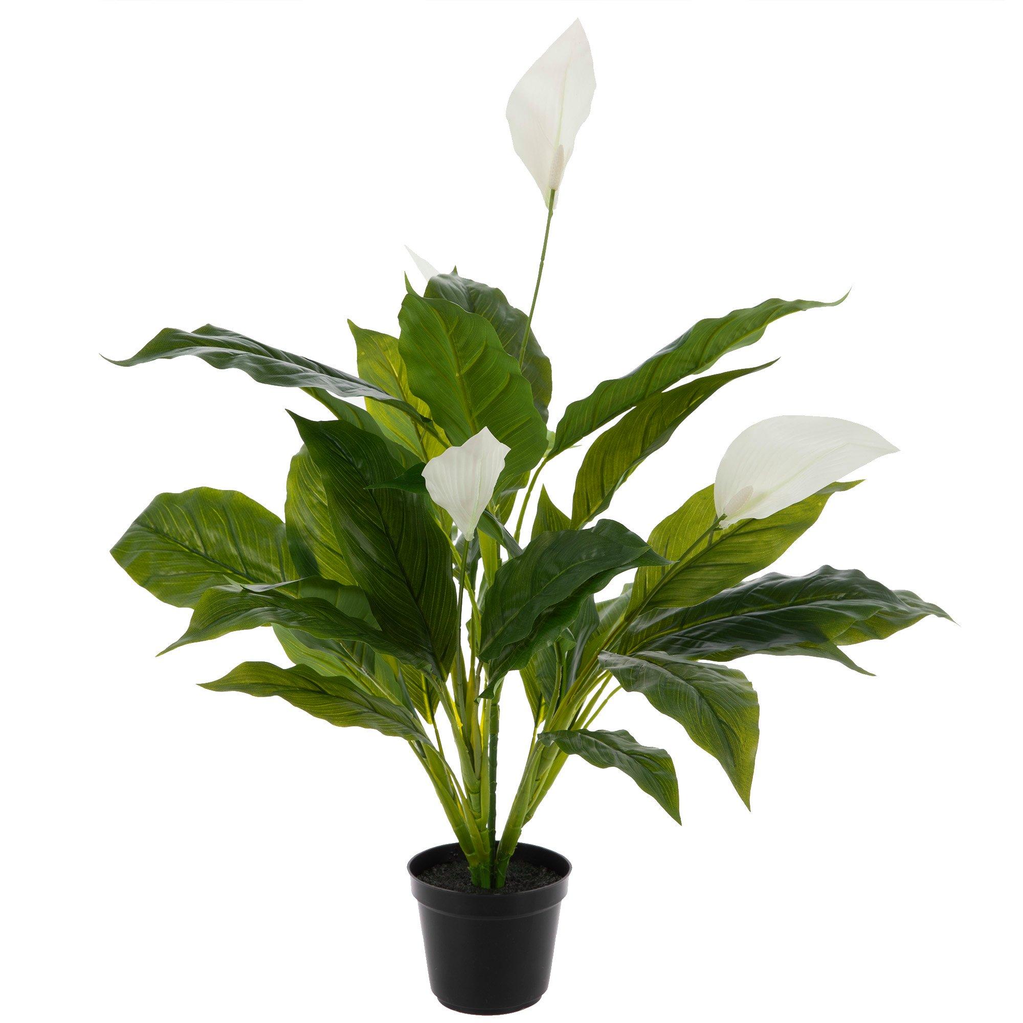 Peace Lily In Black Pot