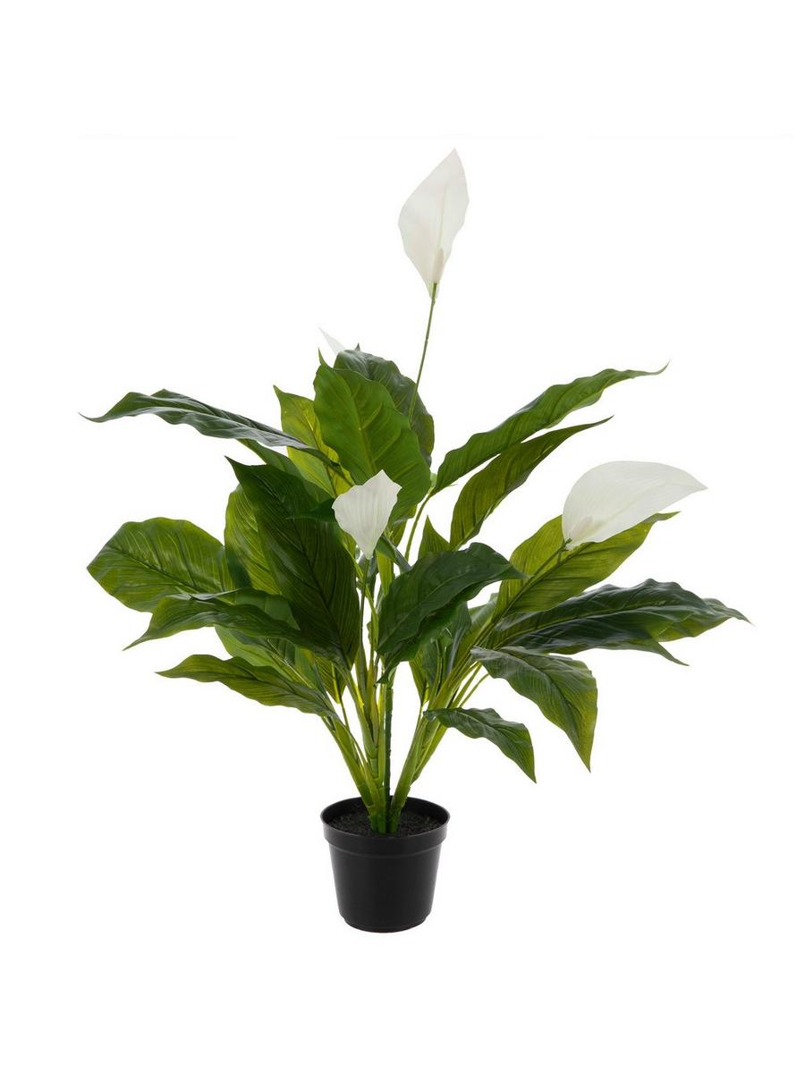 Peace Lily In Black Pot | Hobby Lobby | 2048049