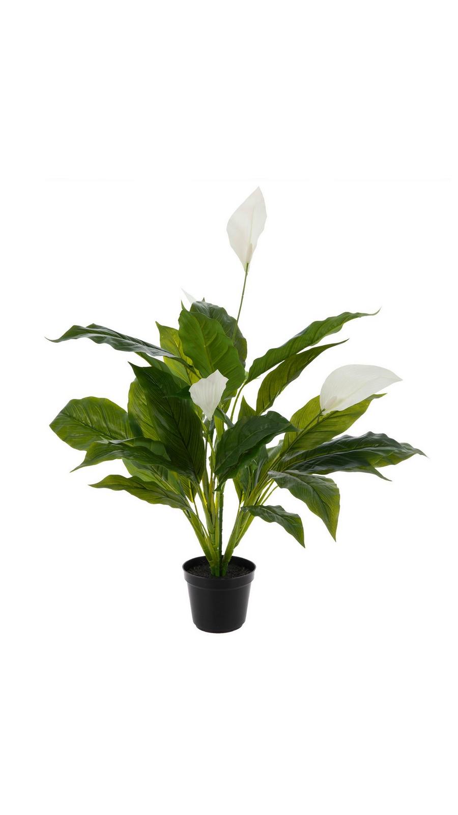 lantana flower seeds LANTANA CAMARA SEEDS بذور لانتانا كامارا – Plantology Lab Trading