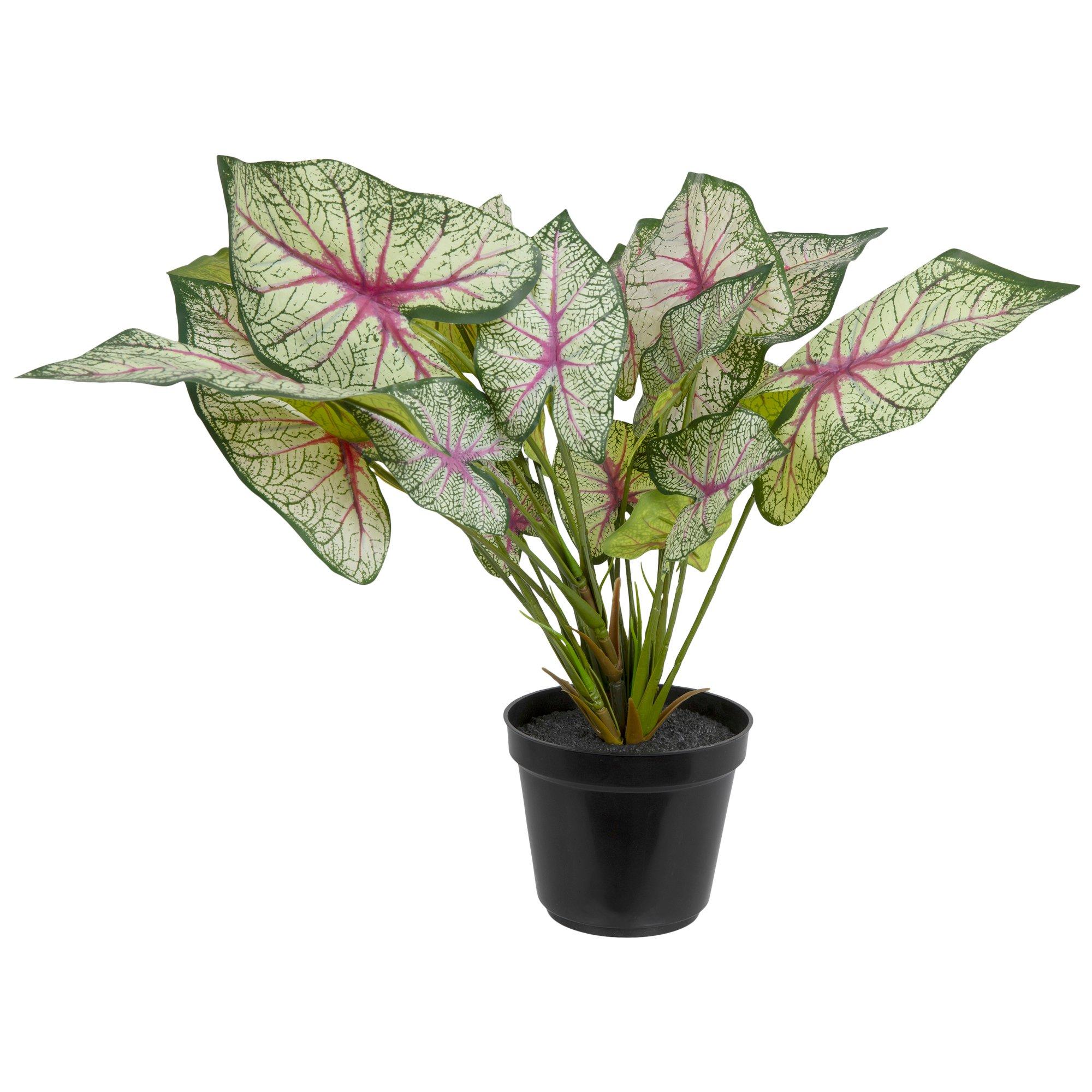 Selected Product Image