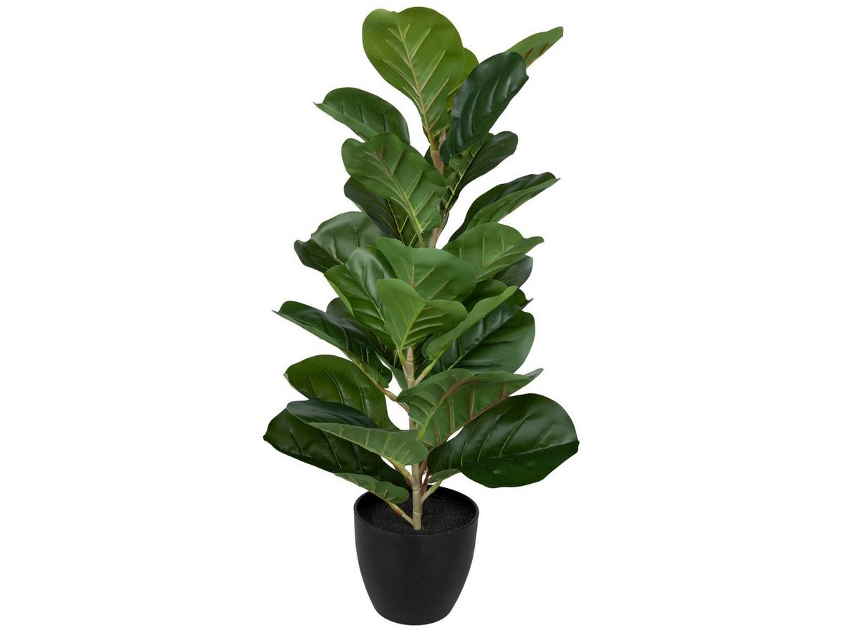 Fiddle Plant In Black Pot