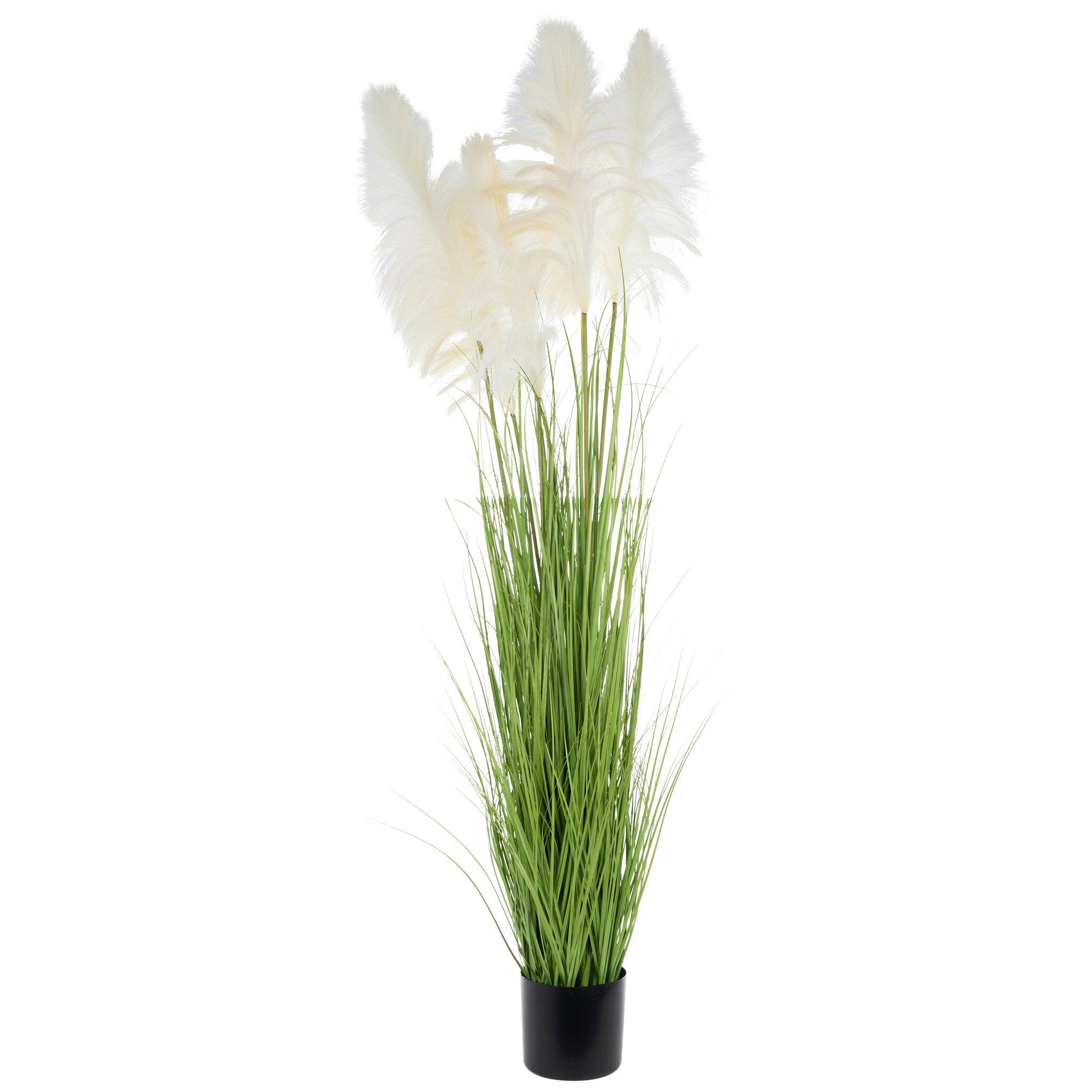 Potted Pampas Grass Hobby Lobby 2060275