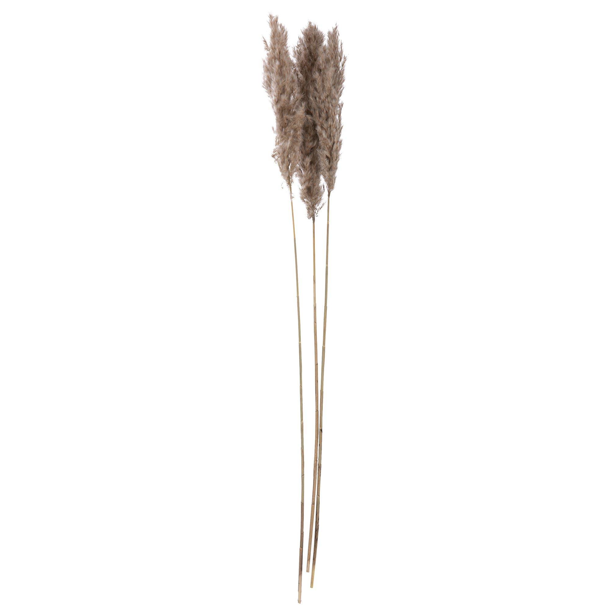 Brown Pampas Grass Hobby Lobby 2067098