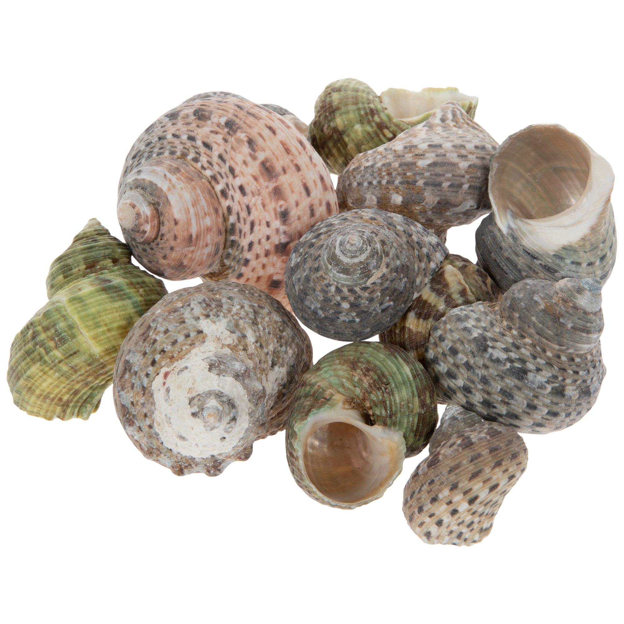 Turbo Stenogyrus Shells-Green Turbo Shells-Shells for Crafting