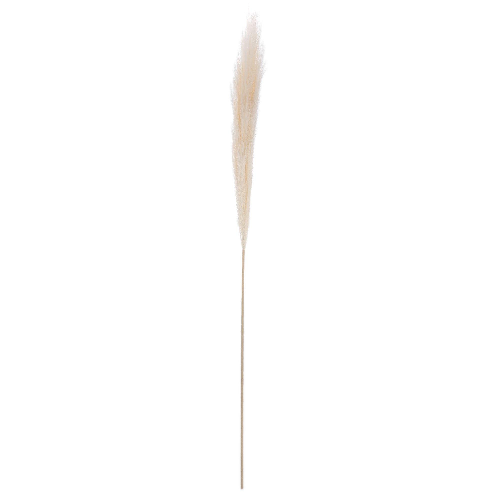 Pampas Grass Stem Hobby Lobby 2193043