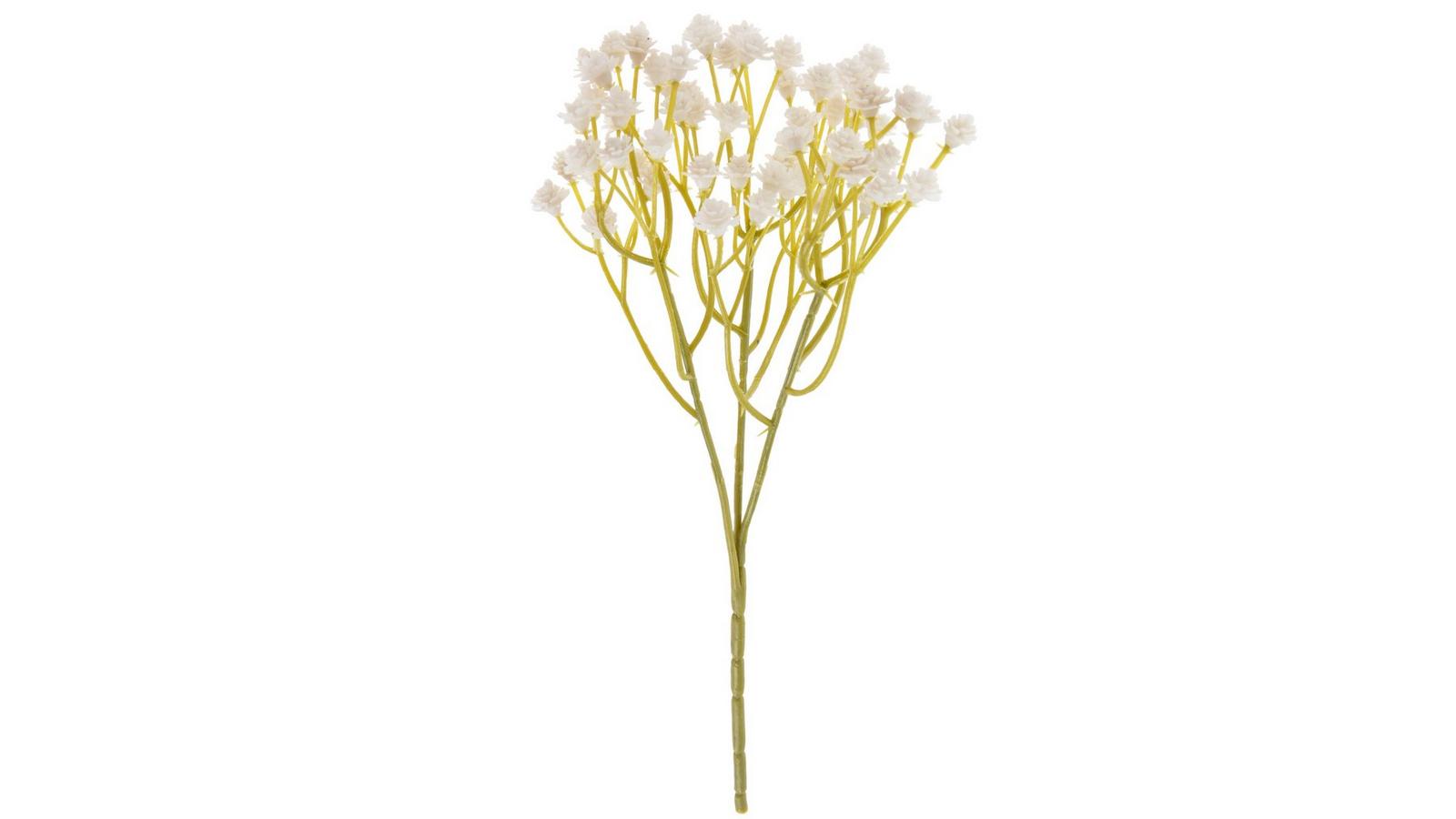 Gypsophila XLence - Gypsophila - Flowers by category