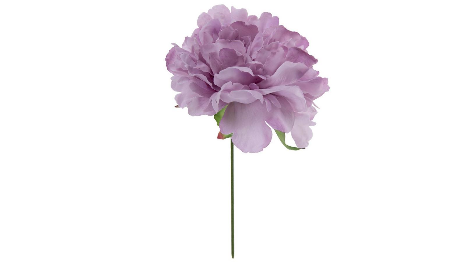 ✳︎peony✳︎ 5 Peony Flower Seeds BW991010-74 - Etsy