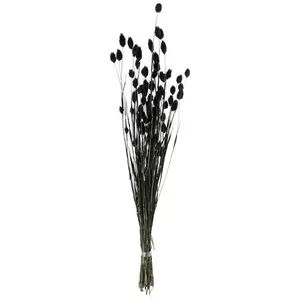 30 Pampas Grass Branch: Black [158447] 