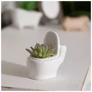 Succulent In Toilet Pot
