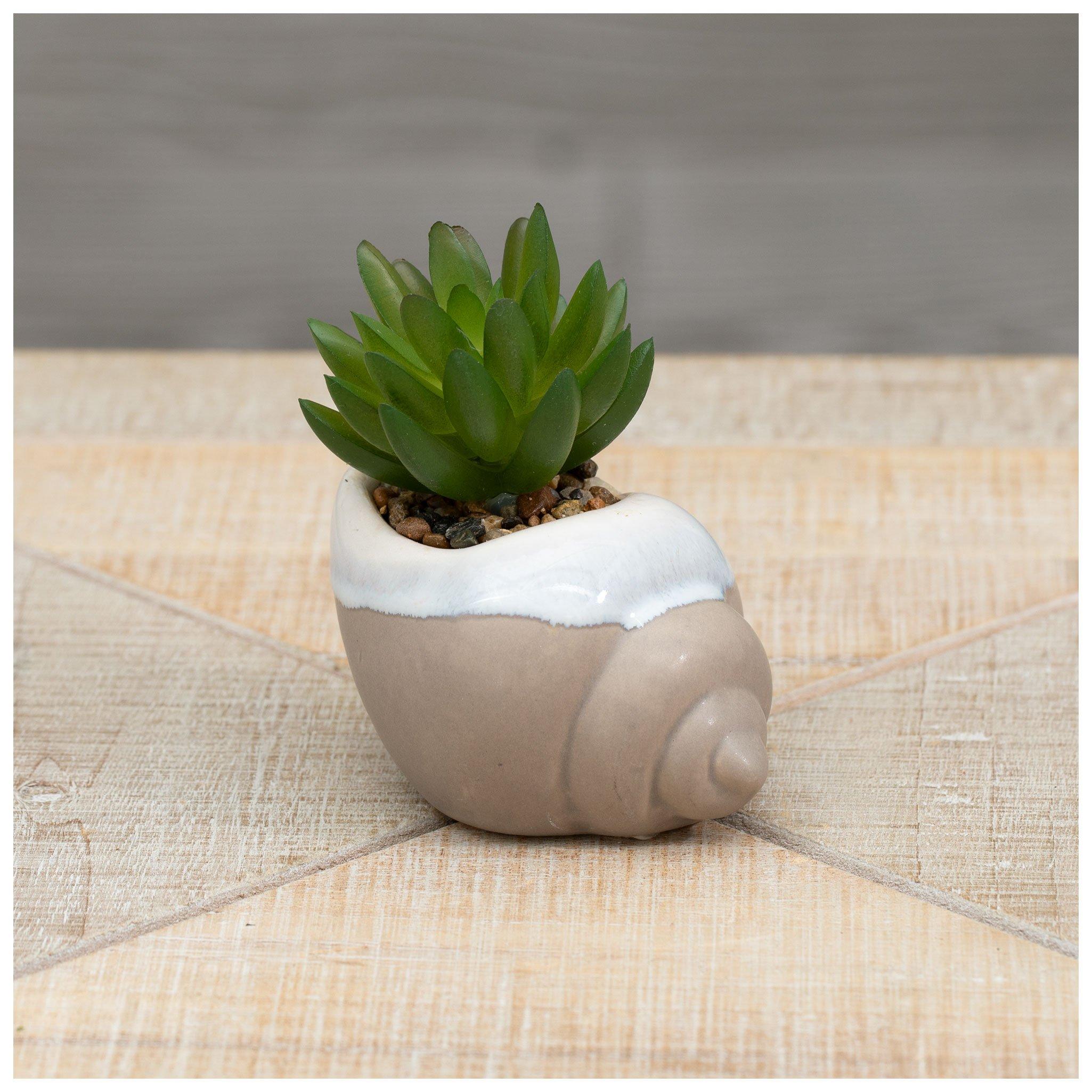 Succulent In Seashell Pot | Hobby Lobby