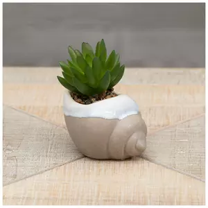 Succulent In Seashell Pot