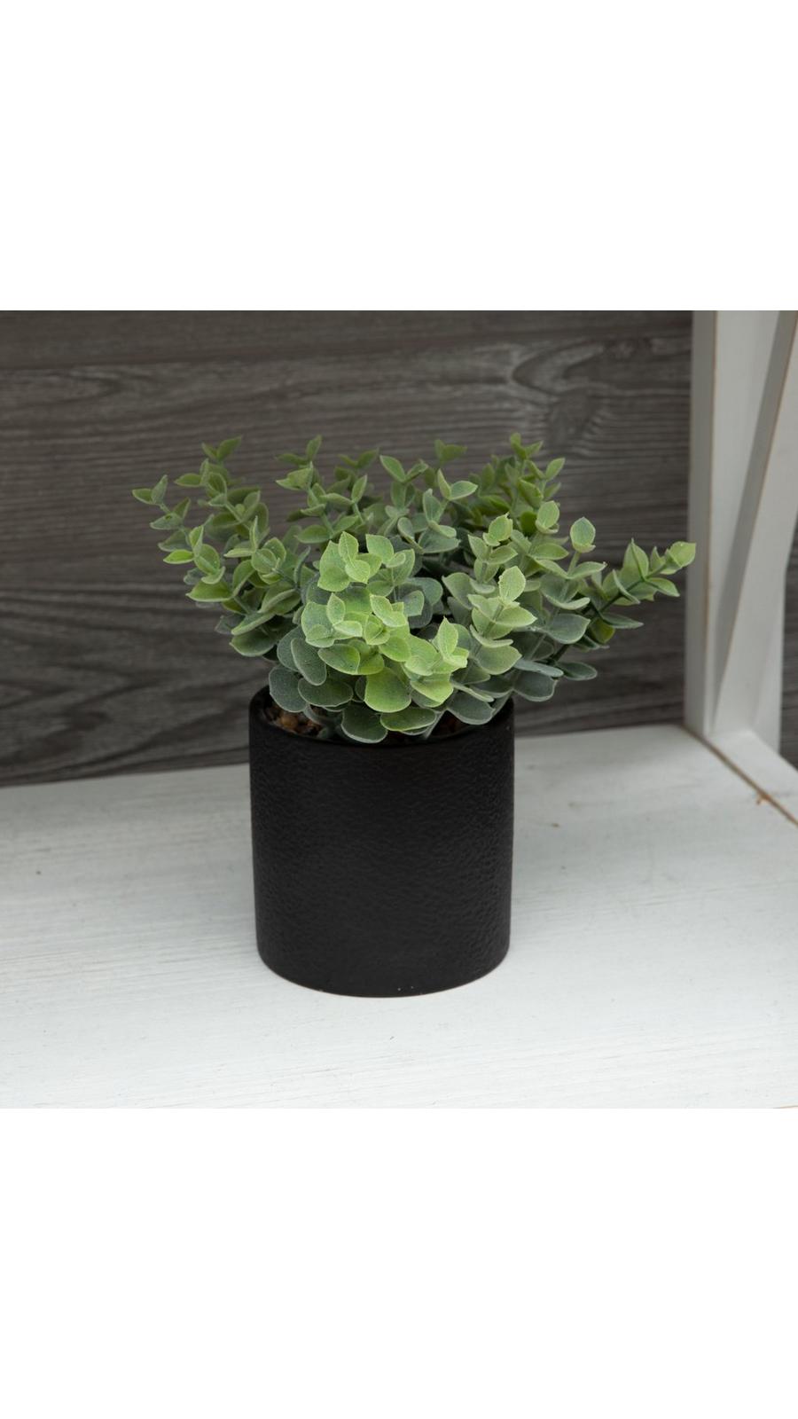 terrarium kits with plants Wildcraft Plant Terrariums | DIY Plant Terrarium Kit