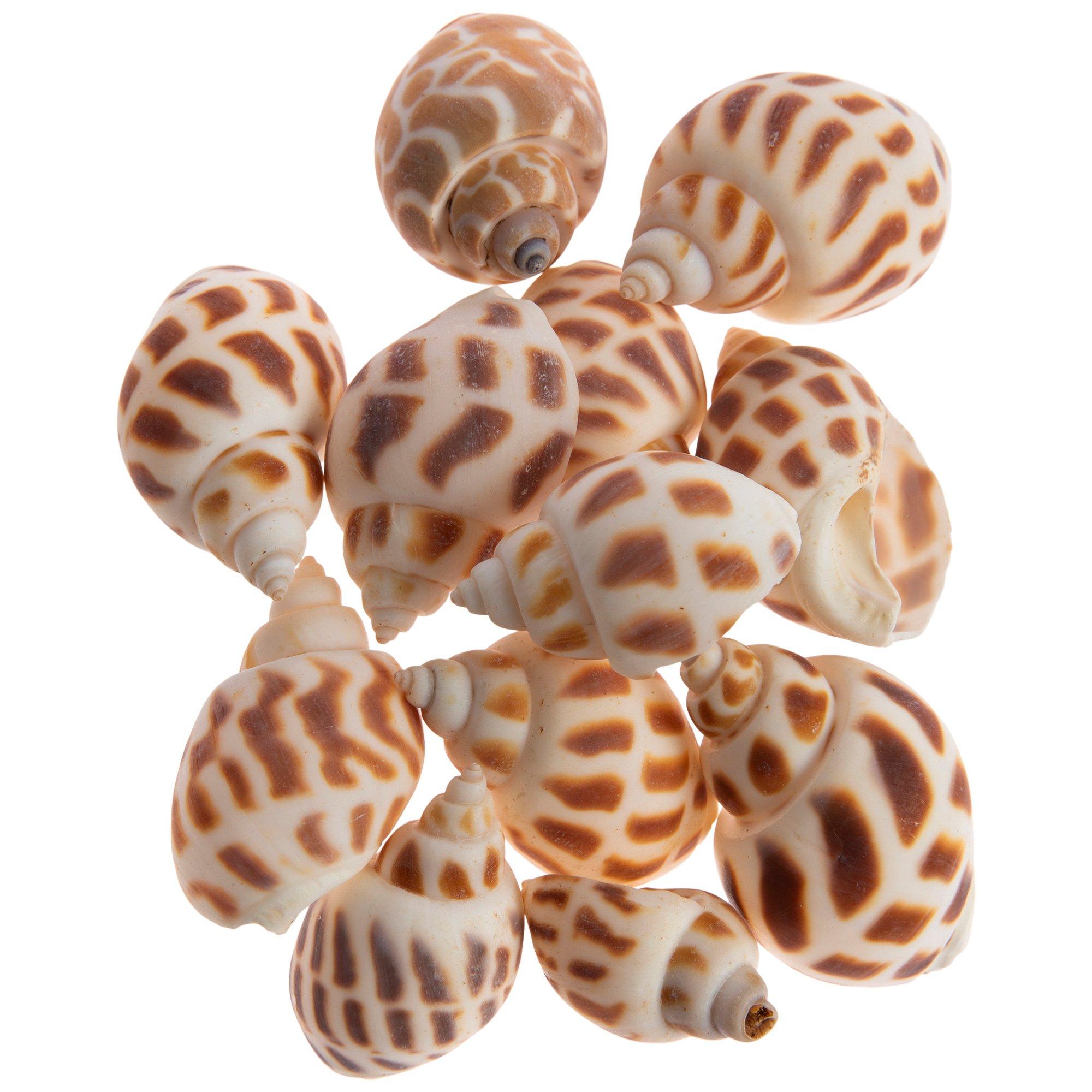 Babylon Shells Hobby Lobby 2332096