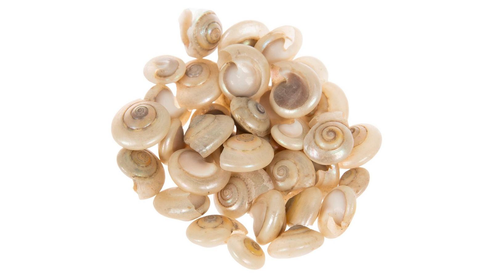 オッフェン　Offen scallop pearls pattern/BEIGE Offen オッフェン scallop pearls pattern（scallop pattern