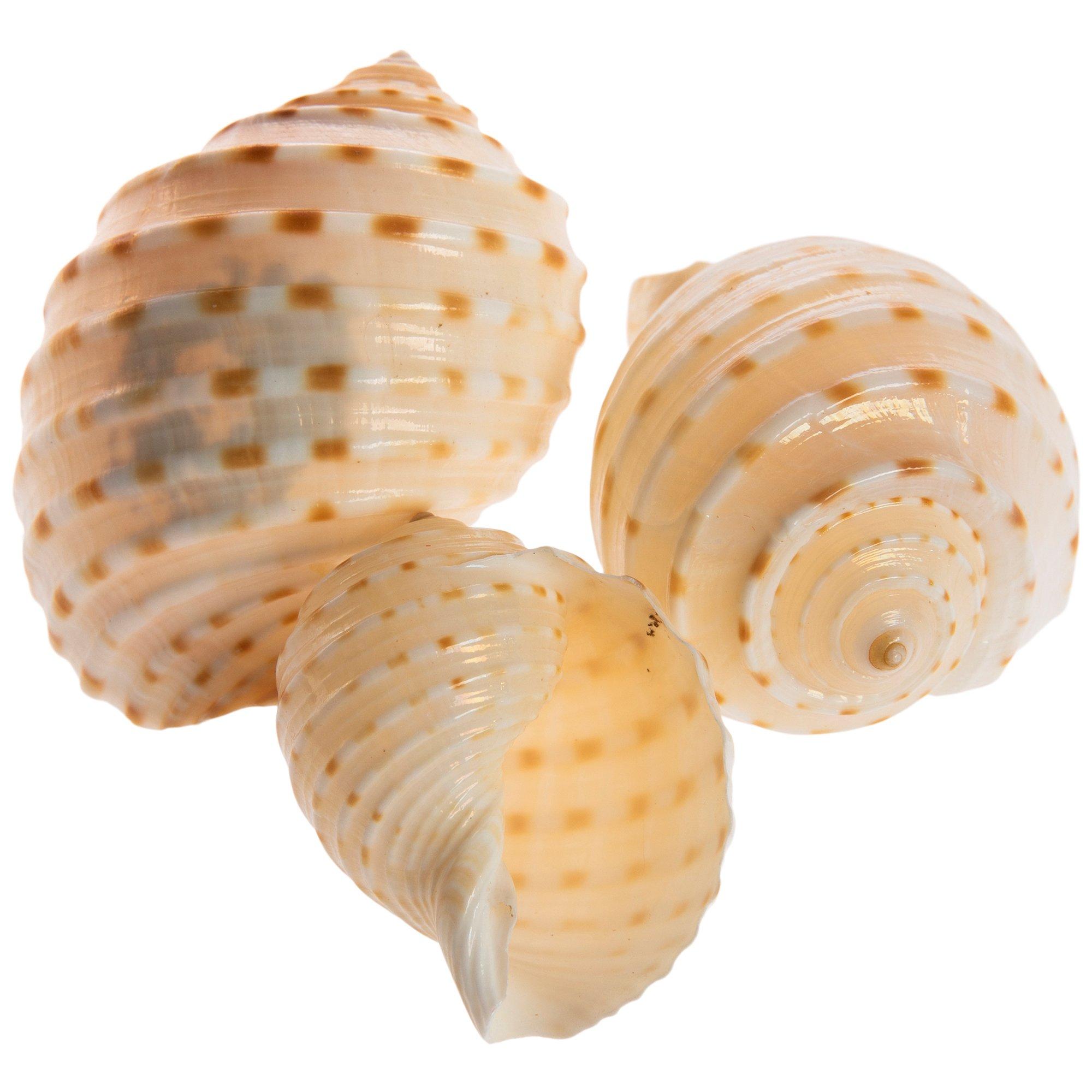 Tonna Shells Hobby Lobby 2333532