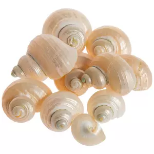 Turbo Stenogyrus Shells-Green Turbo Shells-Shells for Crafting