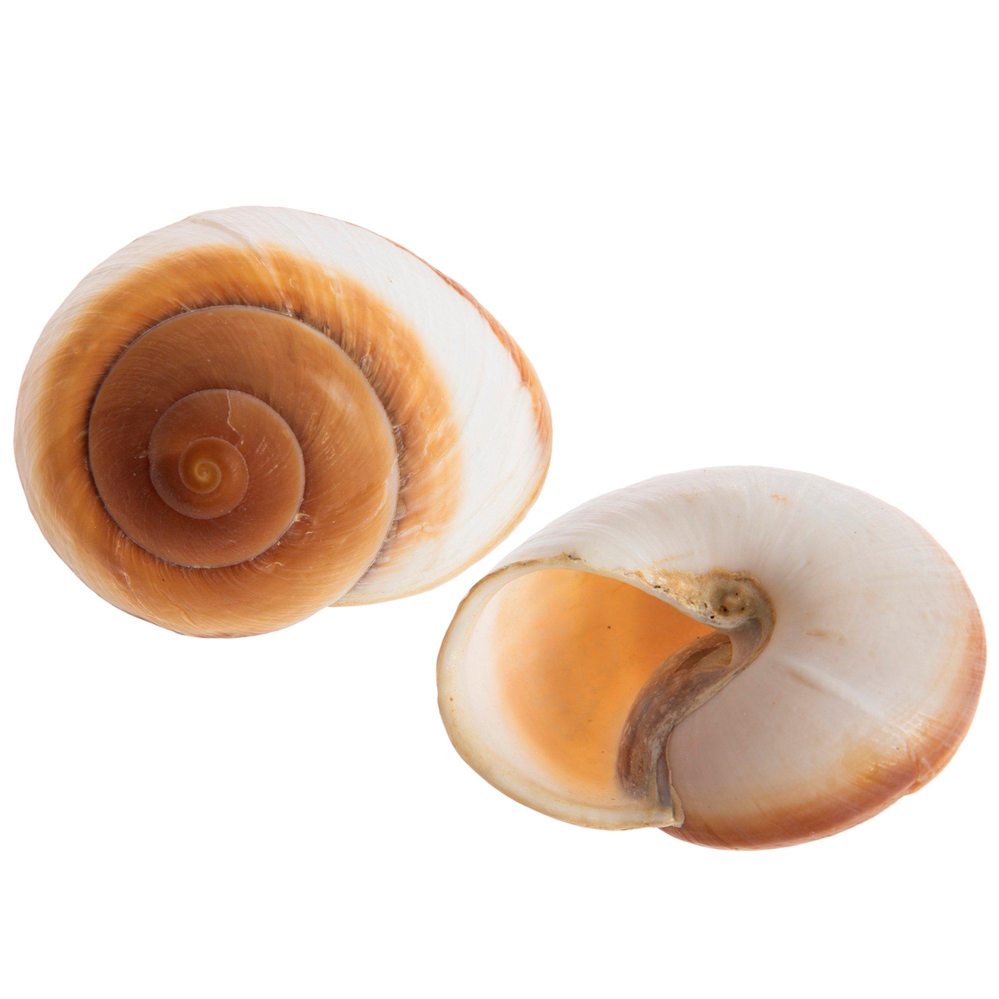 Land Snail Shells For Crafts Large Size Brown Color, 1 12 - 2