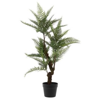 Fern In Black Pot