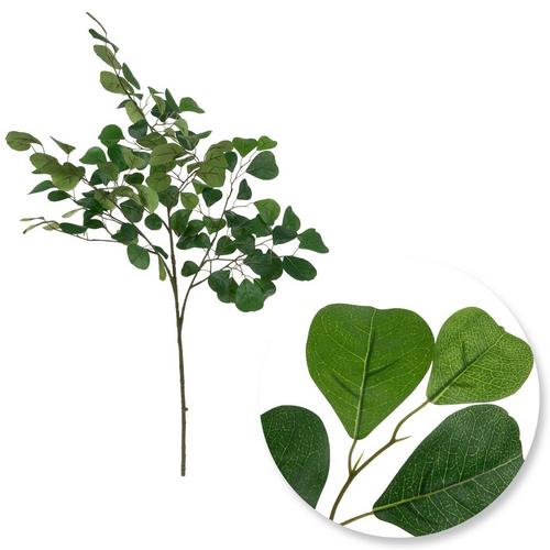 Ficus Stem