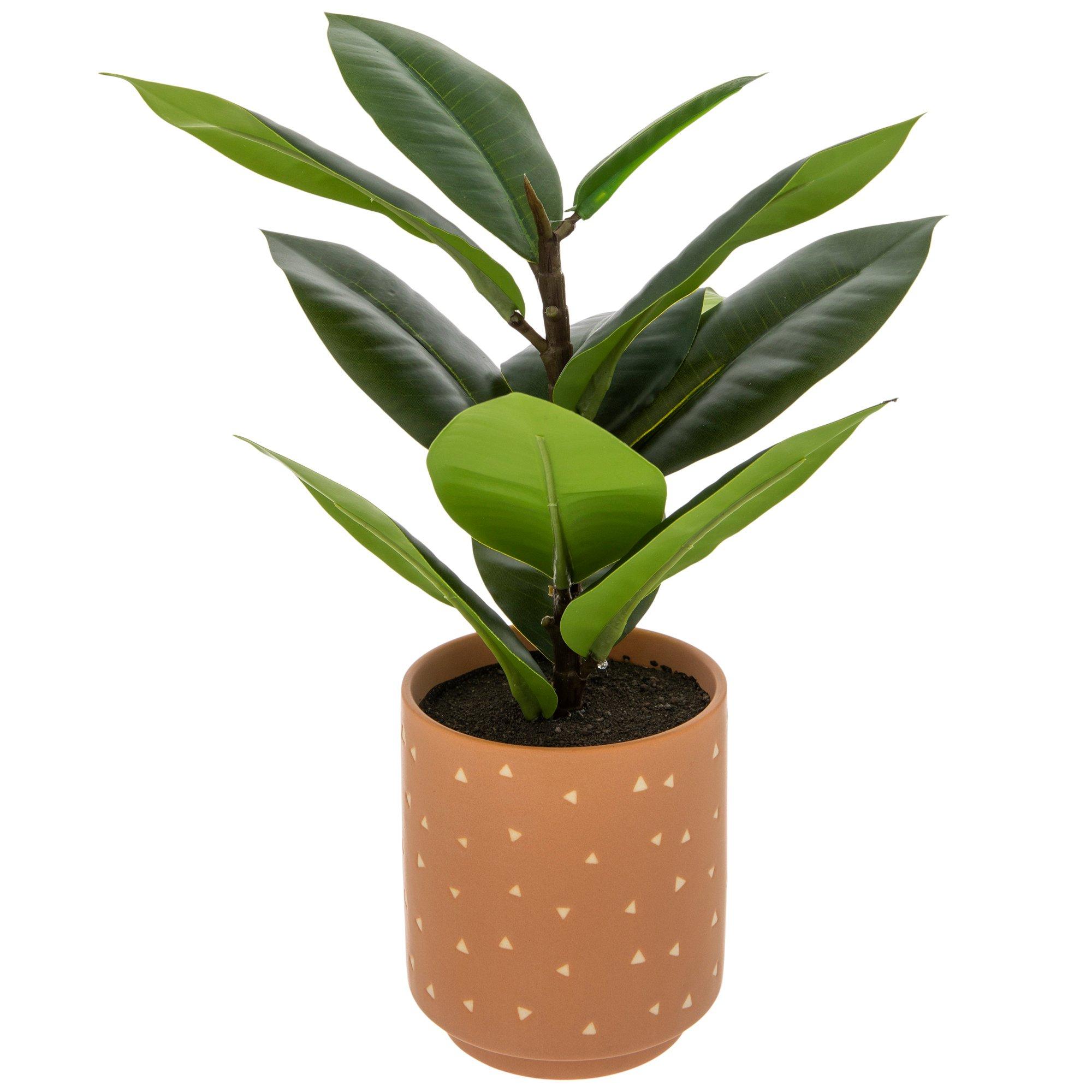 Rubber Tree In Ceramic Pot Hobby Lobby 2363331