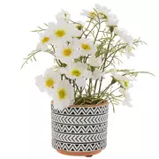 Potted Cherokee Rose