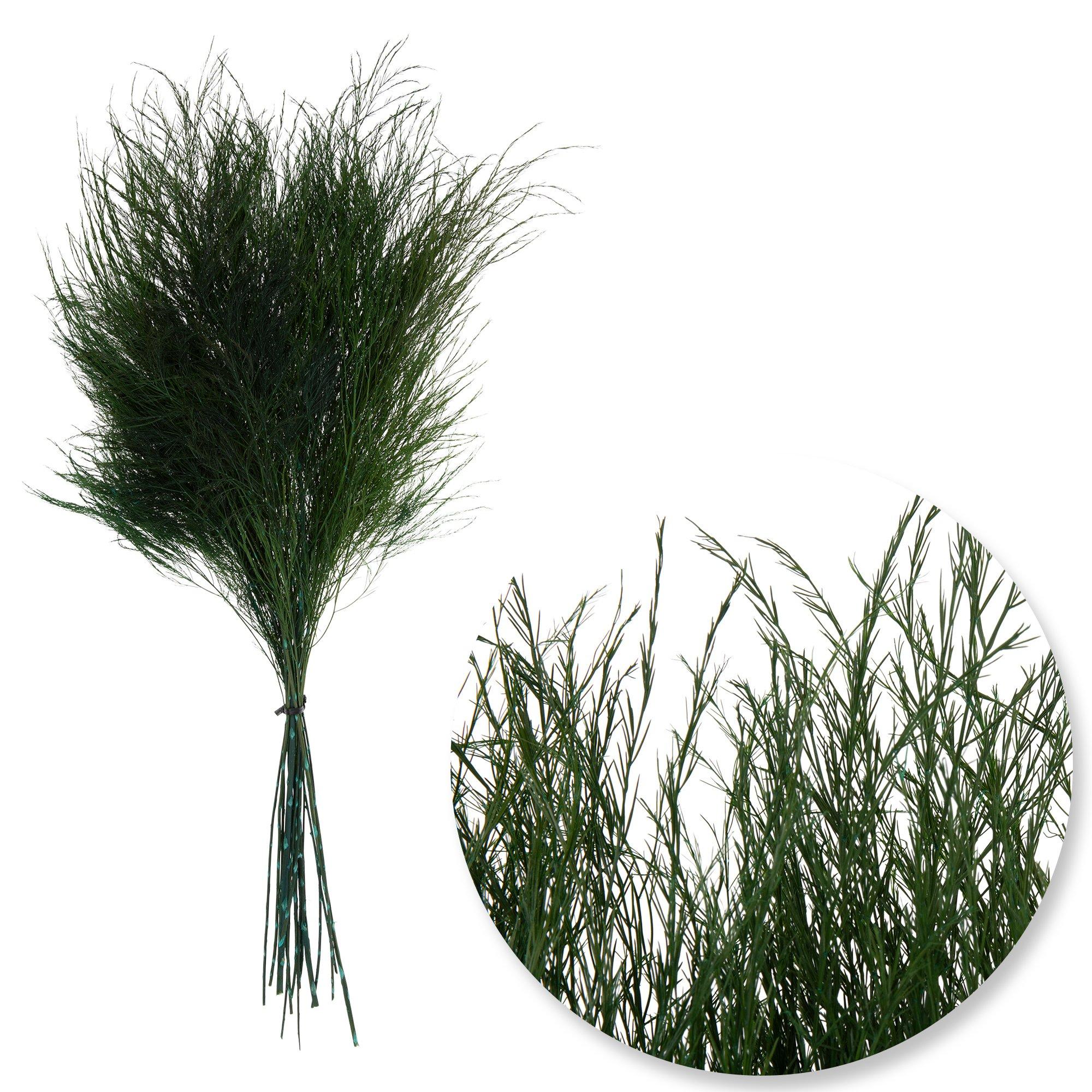 Preserved Fern Bundle Hobby Lobby 2381333